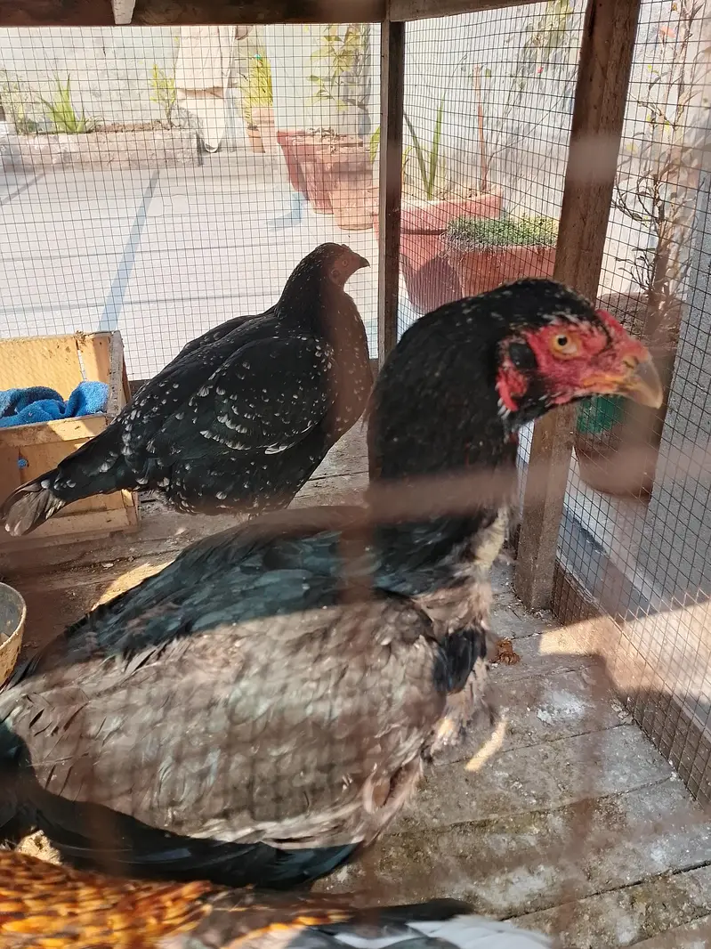 Black Aseel Murgi