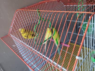 adult budgie 2 males 1 female