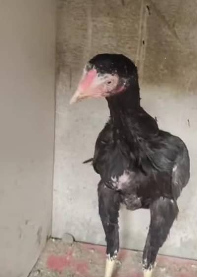 jis ke samuj men rapta kre03465100261