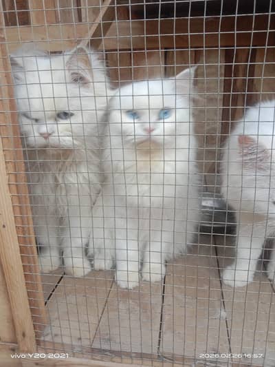 Persian Cats for Sale 4 Cats (3 Males, 1 Female) 12000/each