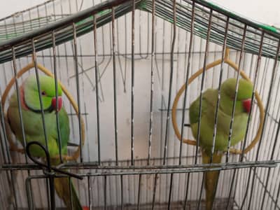 ringnaek parrot pair for sell