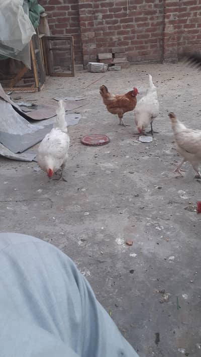 golden misri hen per     Kg price 1150  egg da rahi ha