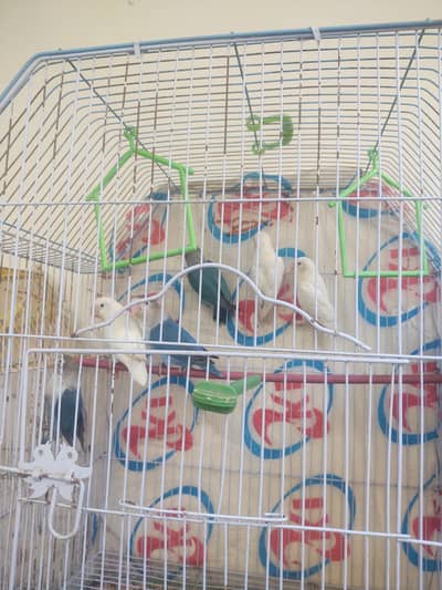 love birds Pair and + ( chick ) with pinjra. .