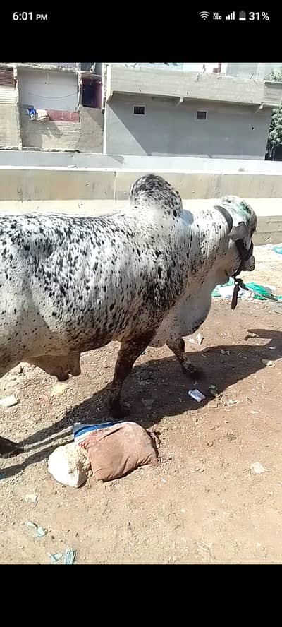 Qurbani 2026