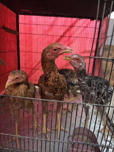 aseel pure jawa and mianwali age 6 month 4 chicks