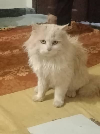 Persian tripple coated fully trained urgent sale