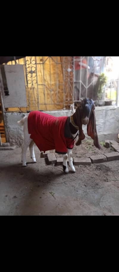 7 8 month ke path hai