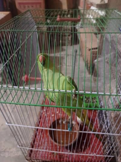 kahta  parrot female 4 month