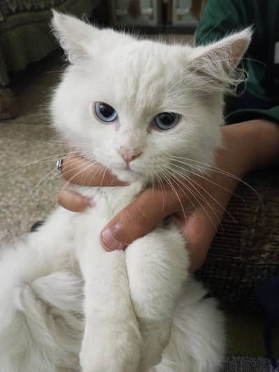 persion cat long hair