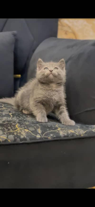 British short hair Male available 03094642328