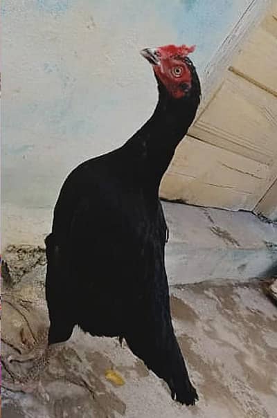 Aseel high Qulity Male And female for sale