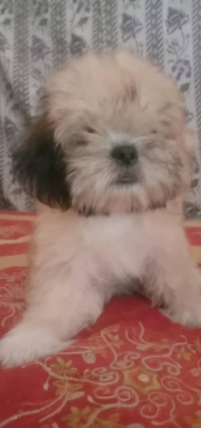 Shih Tzu Male Puppy For Sale