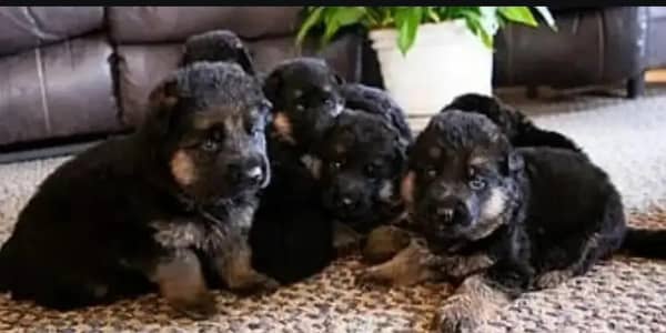 TOP Quality German Shepherd Puppies For Sale Only for Pet lover family