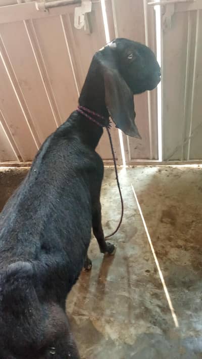 Pure Betal Gabban Bakri urgent for sale 0-3-1-9-0-7-7-9-4-3-3