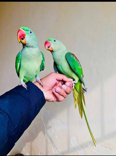 kashmiri raw parrot for  my WhatsApp 0342. . . 2674. . . 914