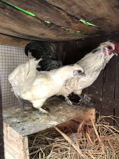 Quality Silkie Breed