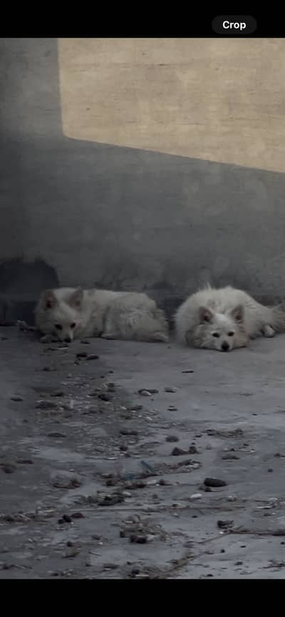 Russian  trio set. Breeder