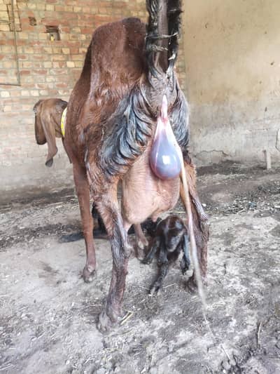 Nagri bakri 3kg dodh with 2 nagra baby