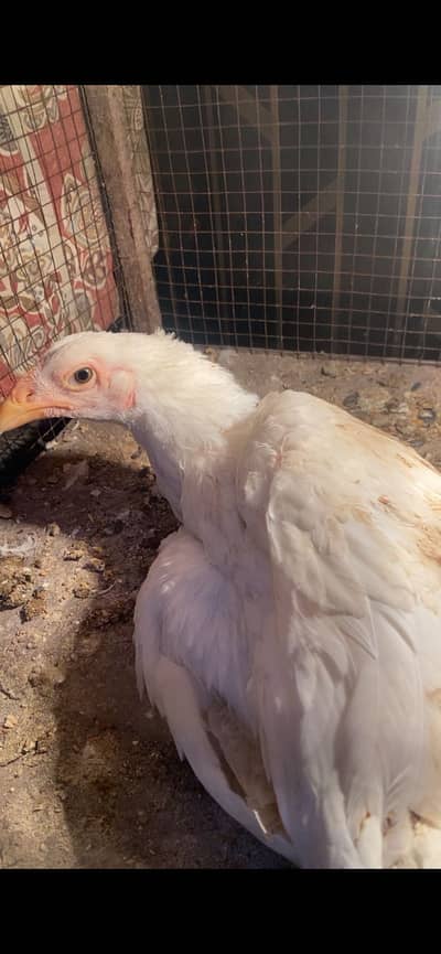 White o shamo phatta for sale