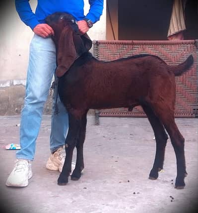 MA SHAA ALLAH Pure Nagra male kid