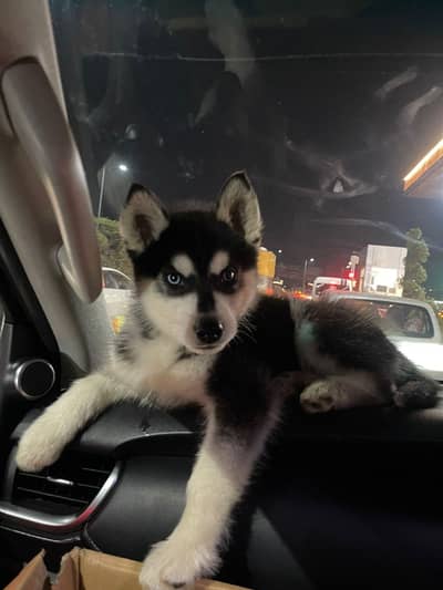 Siberian husky puppies 03111968618