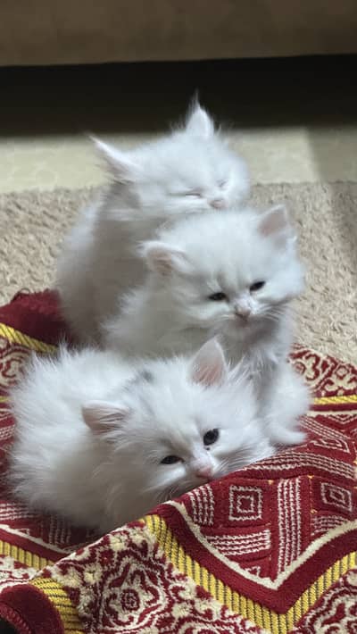 Persian kiteens