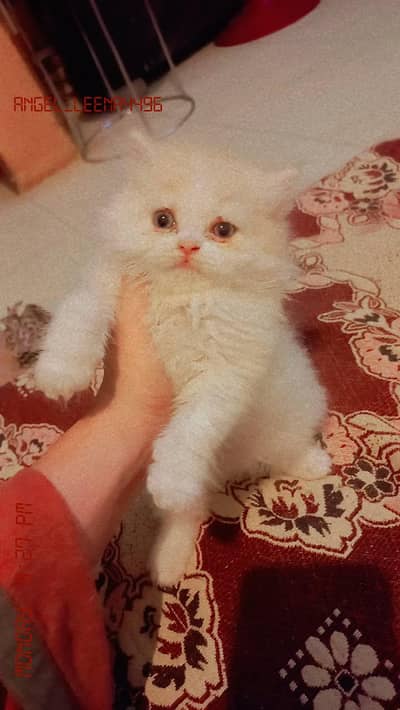 persian cat for sale