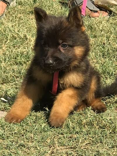 German shepherd long cout mail 2 mahnt for sale active and healthy