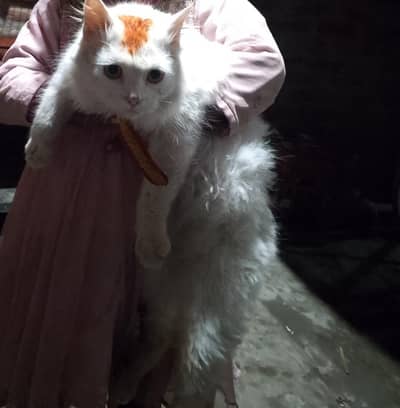 Persian Cat male