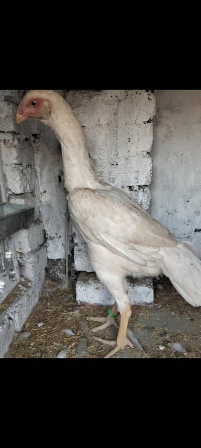 Pure king Shamo Aseel Pathi