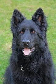 Pedigree long coated black German shepherd puppies available for sale