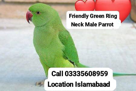 Friendly Green Ring Neck Male Parrot Jumbo Size