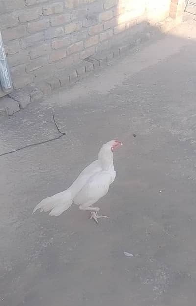 Aseel paper whiteee  morgaaa for sell