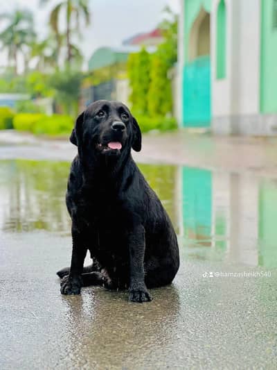 Pedgree labary dog for sale wiith all documents