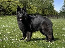 pedigree long coated black German shepherd puppies available for sale