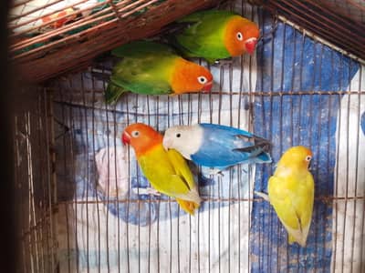 Mix opalines for sale read description