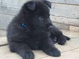 Pedigree long coated black German shepherd puppies available for sale