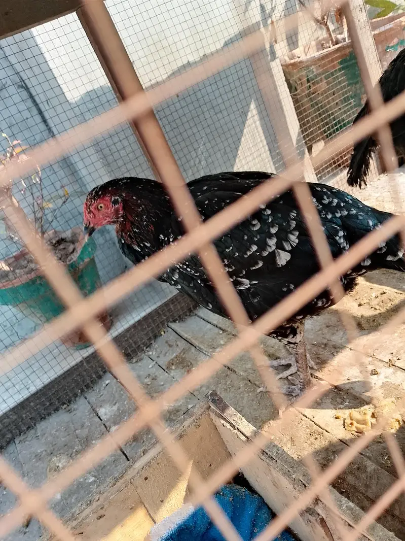 Black Aseel Murgi — photo 5