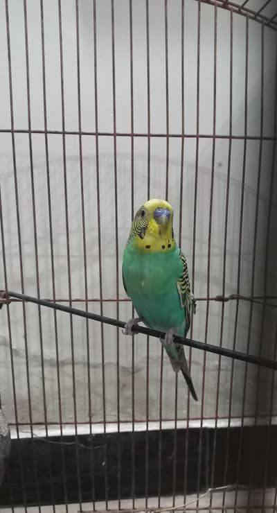 Beautiful colour budgie  male