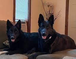 Black German shepherd puppies available for sale
