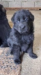 Pedigree long coated black German shepherd puppies available for sale