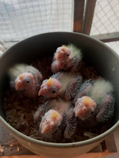 Cocktail chicks available for handtame