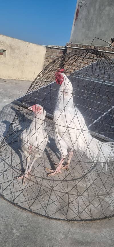 White Heera Paper White Pair