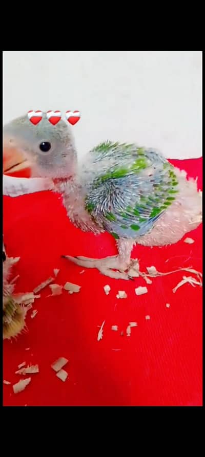 raw perror chicks for sale