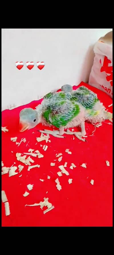 raw perror chicks for sale