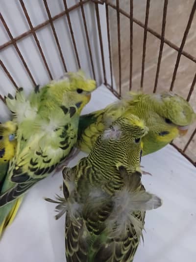 hogoromo budgies & Grey wing