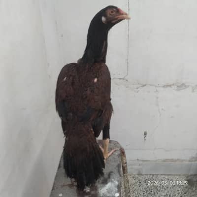 High Quality Mianwali Aseel madi