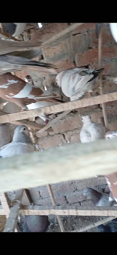 chat ka lara howa hn kboter