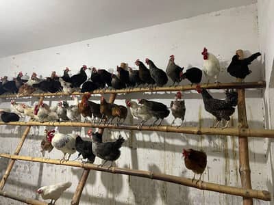 pure desi egg laying hens