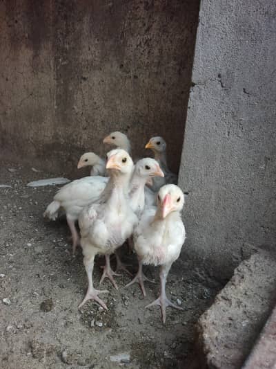 Home Breed Heera chicks for sale